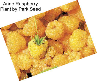 Anne Raspberry Plant by Park Seed