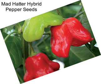 Mad Hatter Hybrid Pepper Seeds