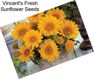 Vincent\'s Fresh Sunflower Seeds