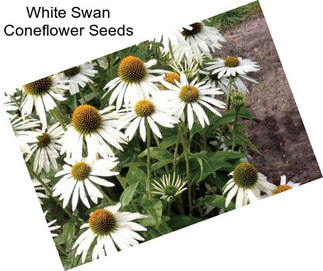 White Swan Coneflower Seeds