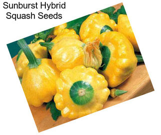 Sunburst Hybrid Squash Seeds