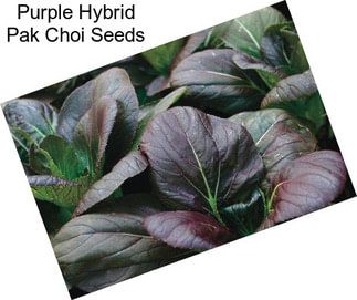 Purple Hybrid Pak Choi Seeds