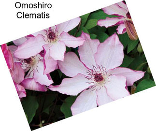 Omoshiro Clematis