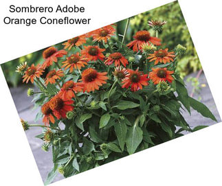 Sombrero Adobe Orange Coneflower