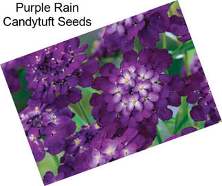 Purple Rain Candytuft Seeds