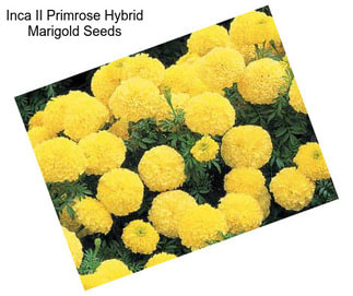 Inca II Primrose Hybrid Marigold Seeds