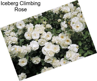 Iceberg Climbing Rose