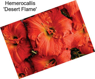 Hemerocallis \'Desert Flame\'