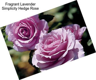 Fragrant Lavender Simplicity Hedge Rose