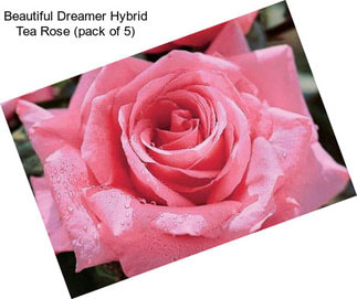 Beautiful Dreamer Hybrid Tea Rose (pack of 5)