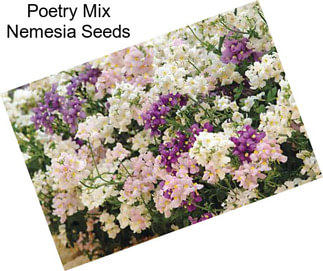 Poetry Mix Nemesia Seeds