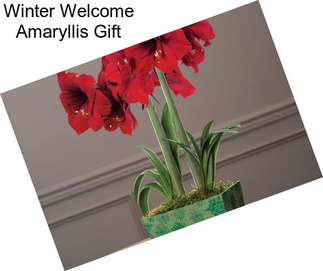 Winter Welcome Amaryllis Gift