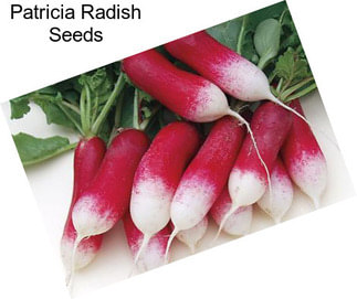 Patricia Radish Seeds