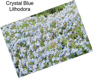 Crystal Blue Lithodora