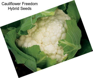 Cauliflower Freedom Hybrid Seeds