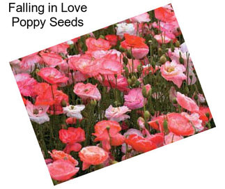 Falling in Love Poppy Seeds