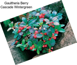 Gaultheria Berry Cascade Wintergreen