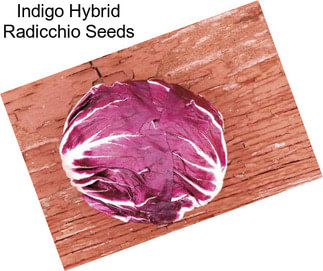 Indigo Hybrid Radicchio Seeds