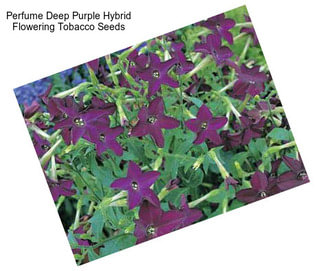 Perfume Deep Purple Hybrid Flowering Tobacco Seeds