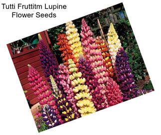 Tutti Fruttitm Lupine Flower Seeds