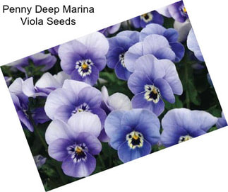 Penny Deep Marina Viola Seeds