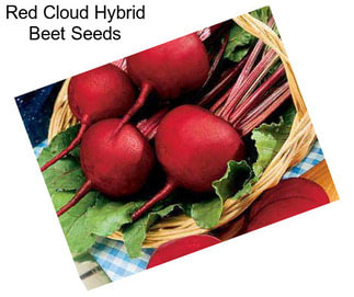 Red Cloud Hybrid Beet Seeds