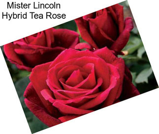 Mister Lincoln Hybrid Tea Rose