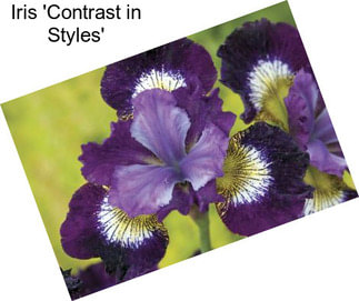 Iris \'Contrast in Styles\'