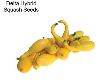 Delta Hybrid Squash Seeds