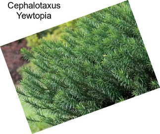 Cephalotaxus Yewtopia