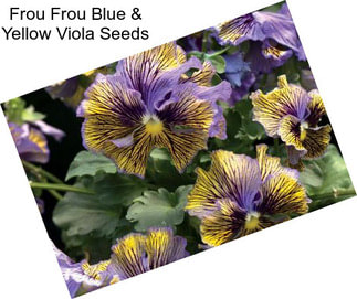 Frou Frou Blue & Yellow Viola Seeds