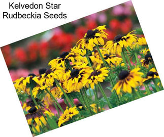 Kelvedon Star Rudbeckia Seeds