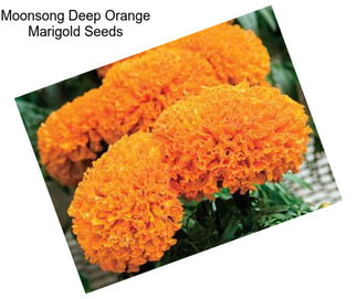 Moonsong Deep Orange Marigold Seeds