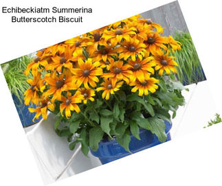 Echibeckiatm Summerina Butterscotch Biscuit