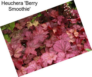 Heuchera \'Berry Smoothie\'