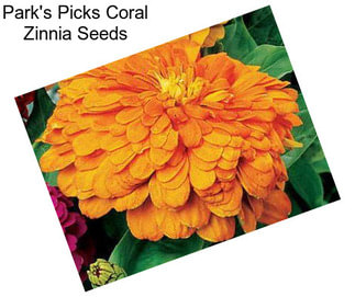 Park\'s Picks Coral Zinnia Seeds