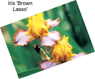 Iris \'Brown Lasso\'