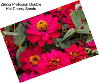 Zinnia Profusion Double Hot Cherry Seeds