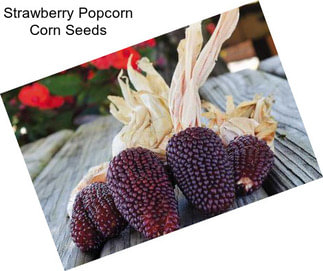 Strawberry Popcorn Corn Seeds