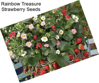 Rainbow Treasure Strawberry Seeds