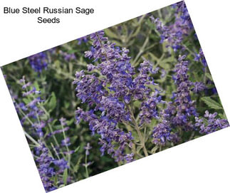 Blue Steel Russian Sage Seeds