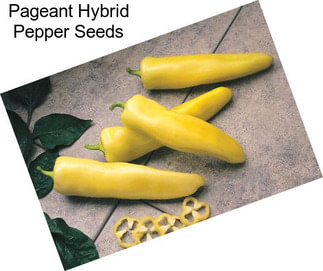 Pageant Hybrid Pepper Seeds