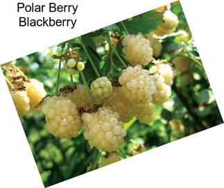 Polar Berry Blackberry