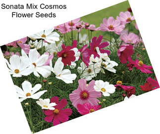 Sonata Mix Cosmos Flower Seeds