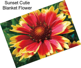 Sunset Cutie Blanket Flower