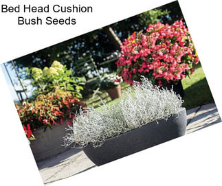 Bed Head Cushion Bush Seeds