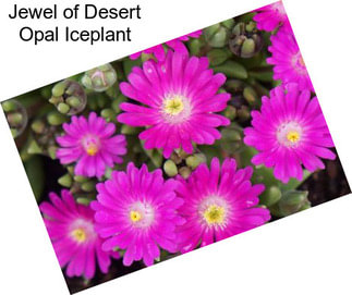 Jewel of Desert Opal Iceplant