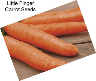 Little Finger Carrot Seeds