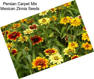 Persian Carpet Mix Mexican Zinnia Seeds