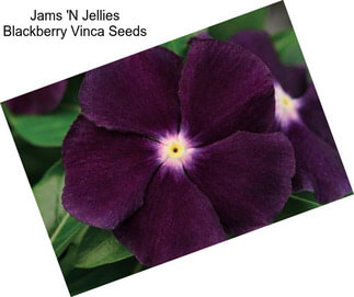 Jams \'N Jellies Blackberry Vinca Seeds